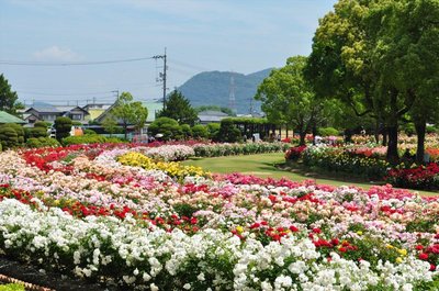 🌹 RSK 장미원 (RSK바라엔)